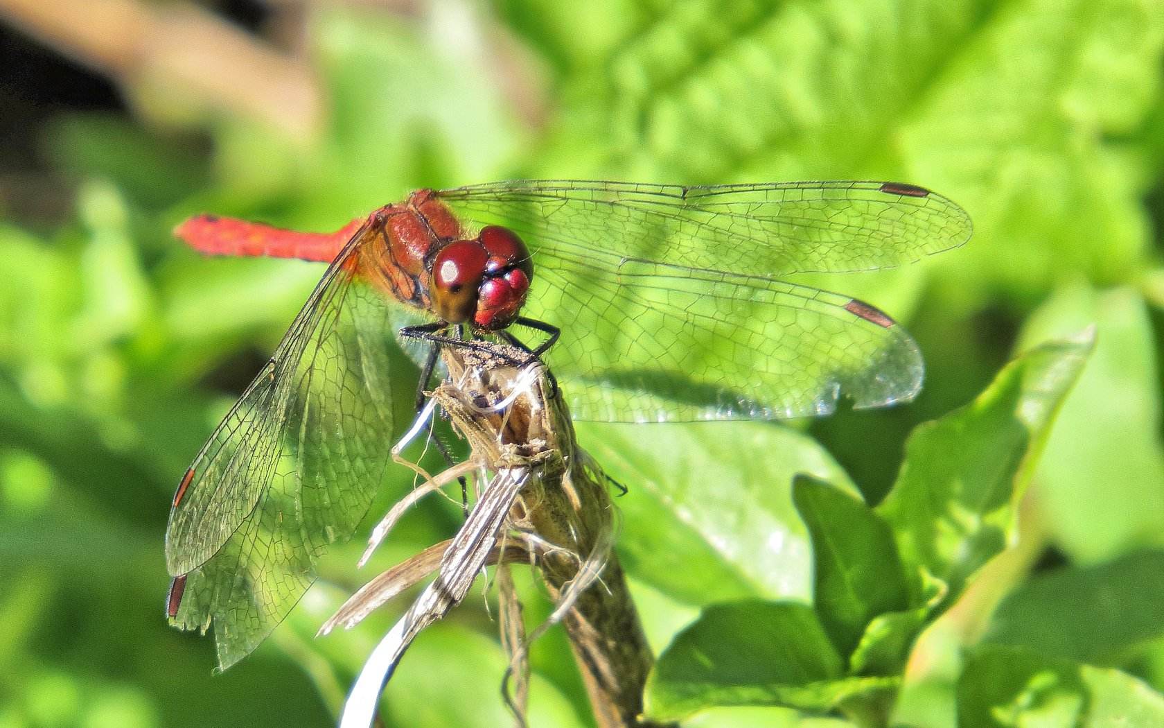 Una Posa ormai Classica